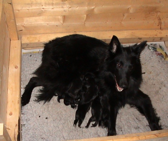 Mother and puppies a few hours after birth....