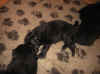 totally black female puppy 2 weeks